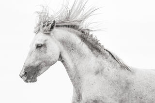 Stallion