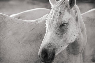 The Glance