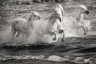Free