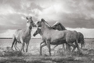 Horsing Around