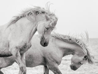 Feel the Breeze