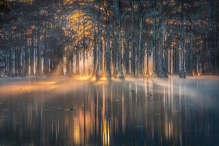 Glorious sunrise glowing on water with Cypress trees reflecting in water at Cypress Swamp in Georgia