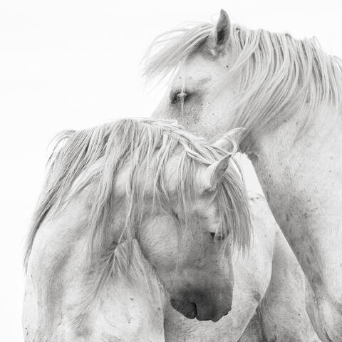 Equine: BW