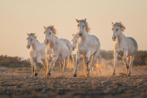 Equine:  Color