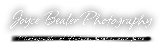 Joyce Bealer Photography